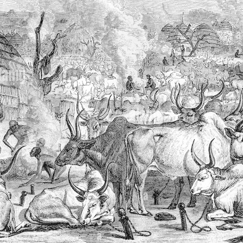 Black and white illustration of cattle