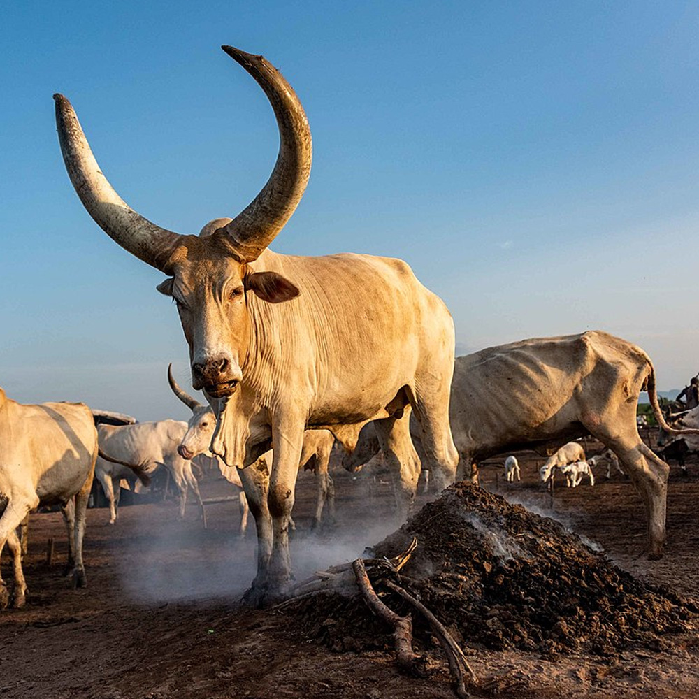 Ankole Watusi Cattle in South Sudan