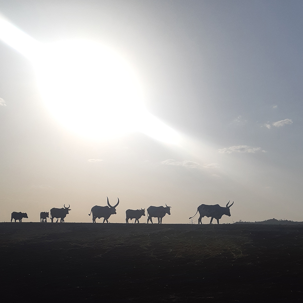 Silhouette of cattle walking across the land in South Sudan.