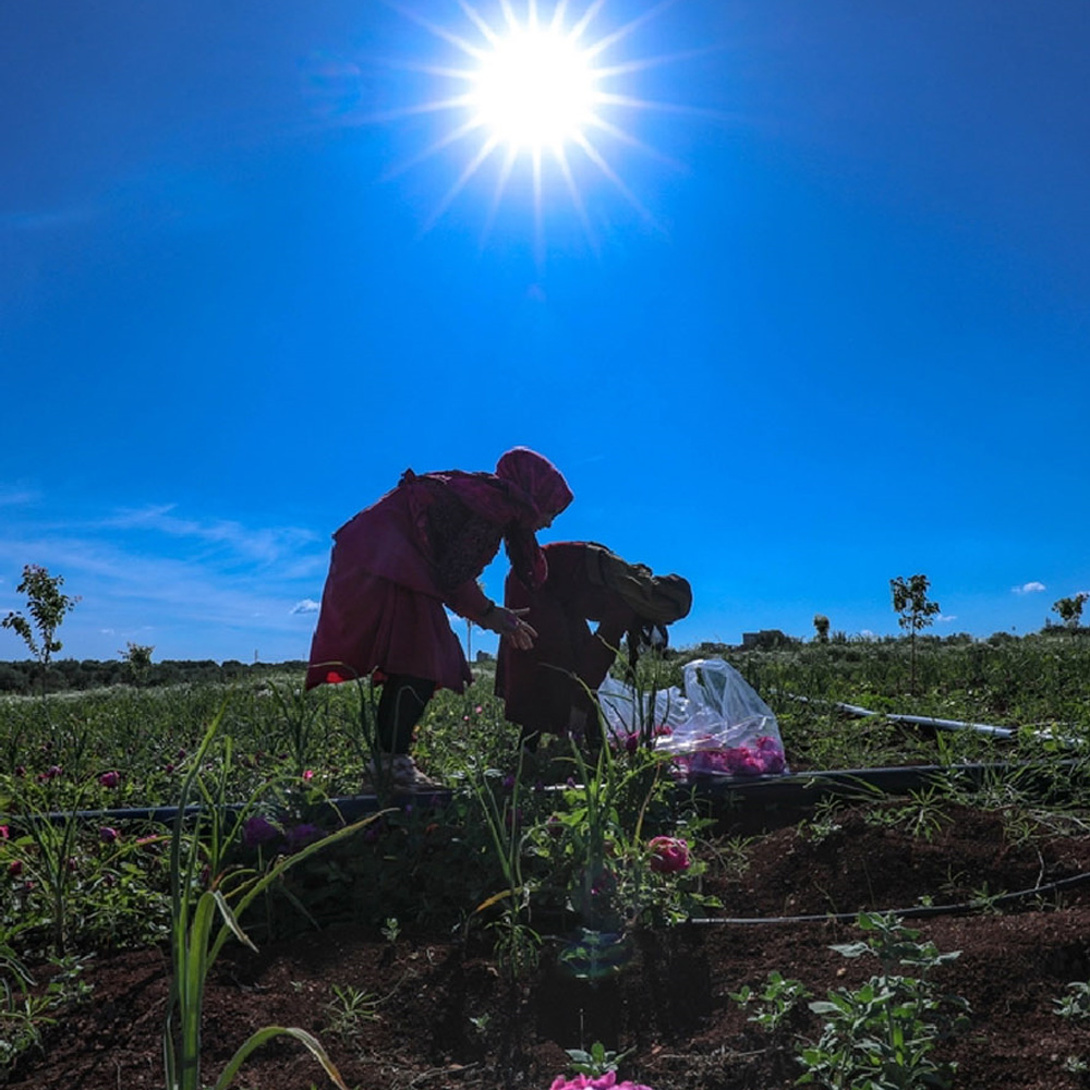 Syrian women harvesting flowers in a field in Idlib province